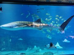 -烟台海昌鲸鲨海洋公园