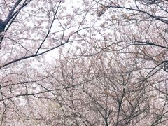 -武汉大学-樱园