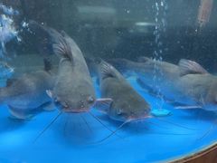 -蜀滋香鲜鱼美蛙火锅(339店)