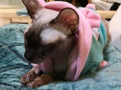 -李小姐の猫咖啡馆(五角场店)