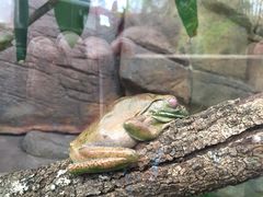 -悉尼海洋生物水族馆