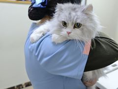 -美联众合动物医院·24h转诊中心