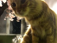 -猫猫幼稚园·撸猫·桌游·电玩