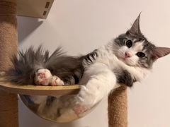 -猫大福·Fortune Cat猫舍(百子湾店)