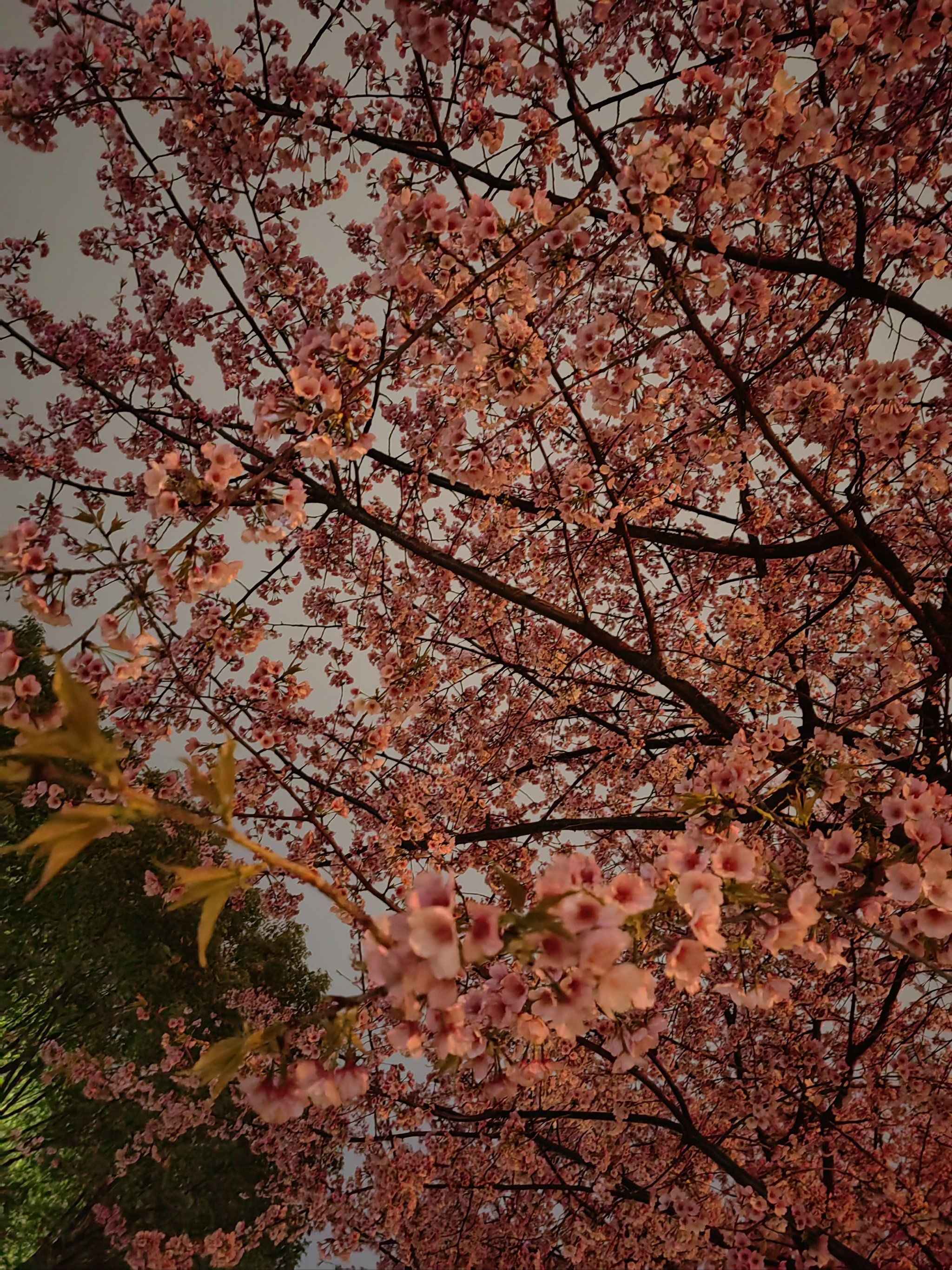 黄浦滨江的早樱开啦