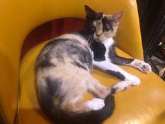 -猫色咖啡·猫咖