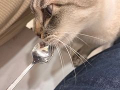 -共舞时光猫咖·狗咖(新街口店)