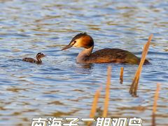 -南海子公园
