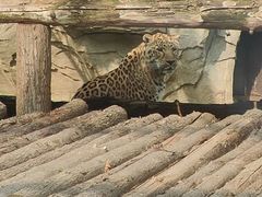 -石家庄市动物园