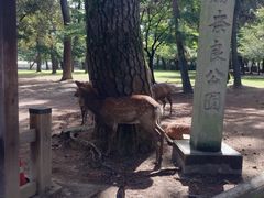 -奈良公园