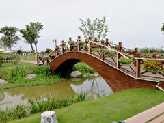 -荷兰花海