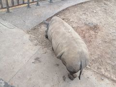 -无锡动物园·太湖欢乐园