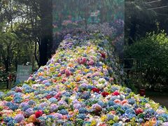 -上海共青森林公园