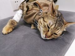 -联萌宠物医院(猫病专科)