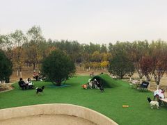 -爪吧宠物乐园·宠物泳池(温榆河示范区店)
