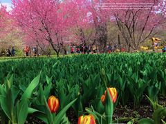 -国家植物园南园