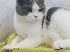 -糯米喵星人·撸猫猫舍咖啡馆(西市场嘉华店)