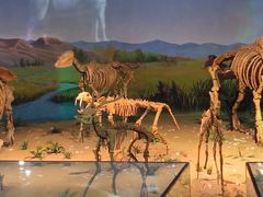 -安徽省地质博物馆