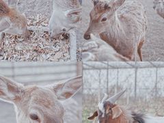 -安德鲁户外烧烤帐篷营地(马泉营店)