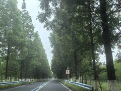 -黄海国家森林公园