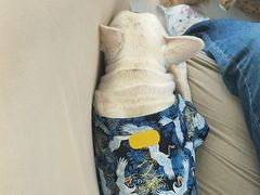 -怪兽屋·羊驼·猫咖·狗咖(俊华广场店)