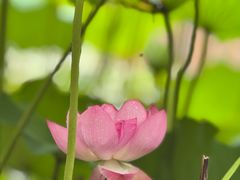 -陈家山荷花公园