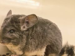 -龙猫仔乐园(惠福东路店)