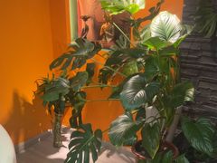 -泰古龙抓龙筋·spa按摩(静安店)