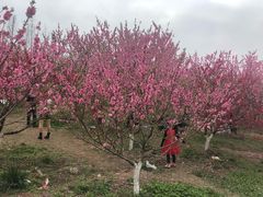 -秀丽东方