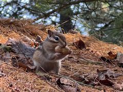 -五营红松林海景区
