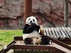 -盐城大丰港动物园