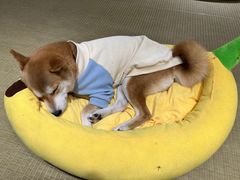 -逗柴咖啡屋·狗咖猫咖宠物桌游