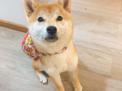 -柴迷FANS CLUB·柴犬狗咖·猫咖