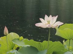 -荔湾湖公园