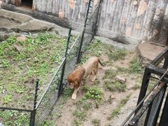 -大连森林动物园