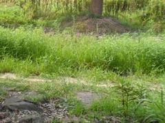 -滨江森林公园-真人CS野战场