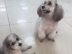 -美联众合动物医院·24h京西诊疗中心