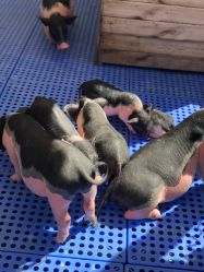 -萌宠亲子动物乐园(槐房万达店)