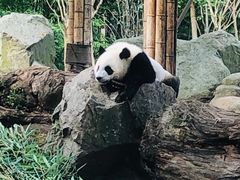 -都江堰中华大熊猫苑