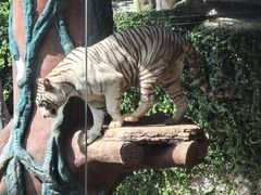 -清迈夜间动物园