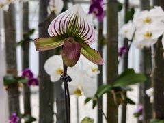 -上海鲜花港