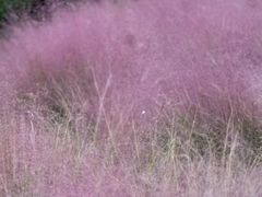 -前小桔亲子创意农场·草莓采摘·露营烧烤