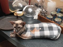 -猫色咖啡·猫咖