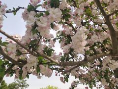 -海棠花溪(元大都城垣遗址公园)