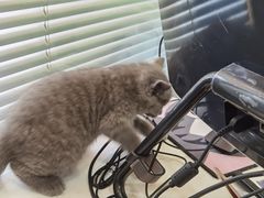 -pd派德宠物中心医院24H急重症·眼科中心·血液透析中心(嵩山北路店)