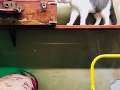 -猫咪博物馆(顶澳仔猫街店)