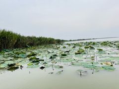-焦岗湖旅游度假区