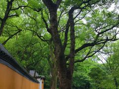 -普陀山慧济禅寺