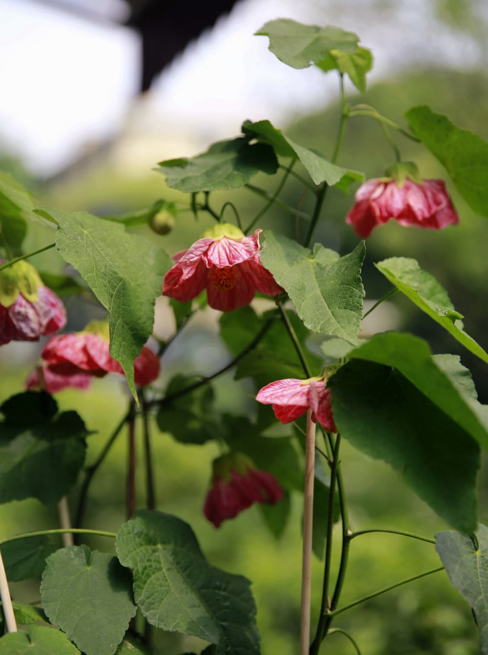 仪态万方悬铃花