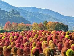 -径山花海